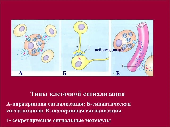 Типы клеточной сигнализации А-паракринная сигнализация; Б-синаптическая сигнализация; В-эндокринная сигнализация 1-