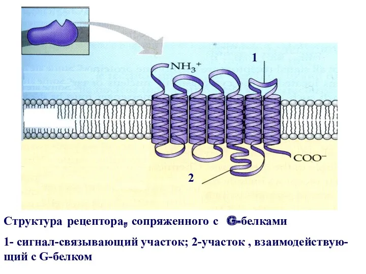 Структура рецептора, сопряженного с G-белками 1- сигнал-связывающий участок; 2-участок , взаимодействую- щий с G-белком