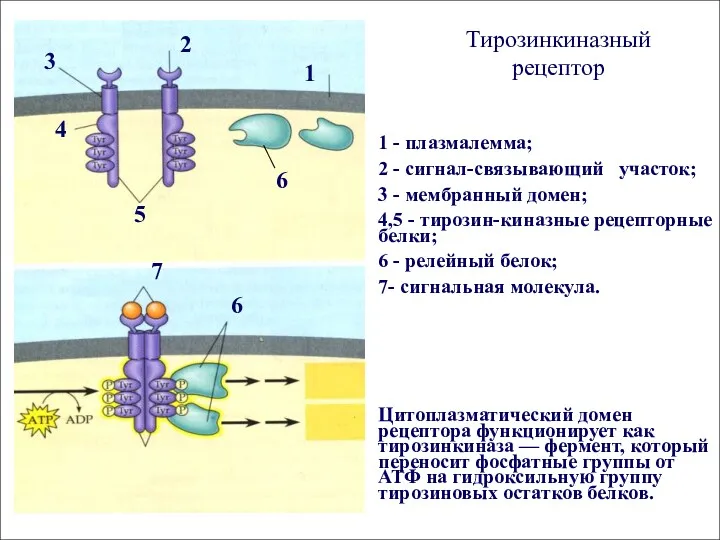 Тирозинкиназный рецептор 1 - плазмалемма; 2 - сигнал-связывающий участок; 3