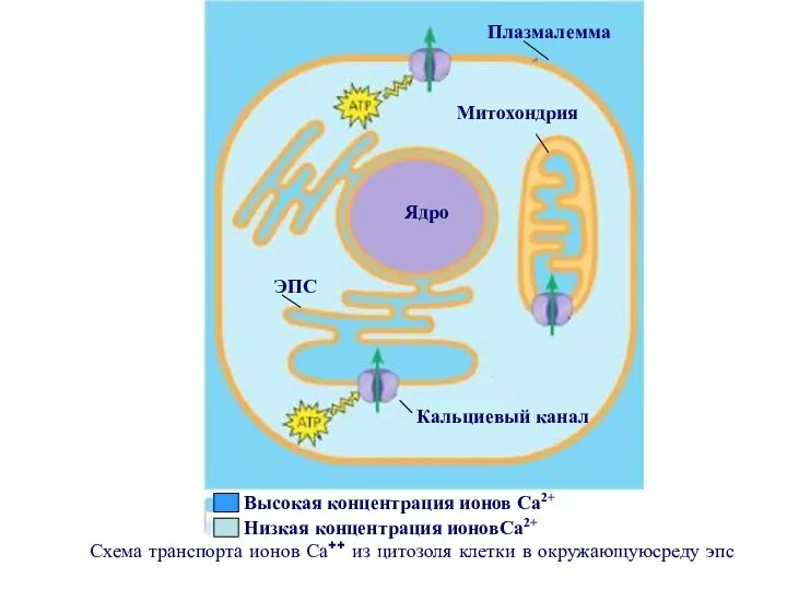 Схема транспорта ионов Са++ из цитозоля клетки в окружающуюсреду эпс