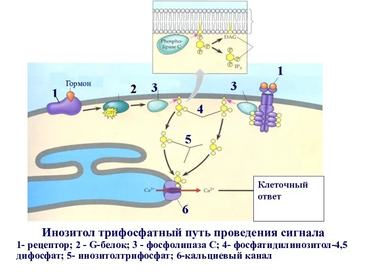Инозитол трифосфатный путь проведения сигнала 1- рецептор; 2 - G-белок;
