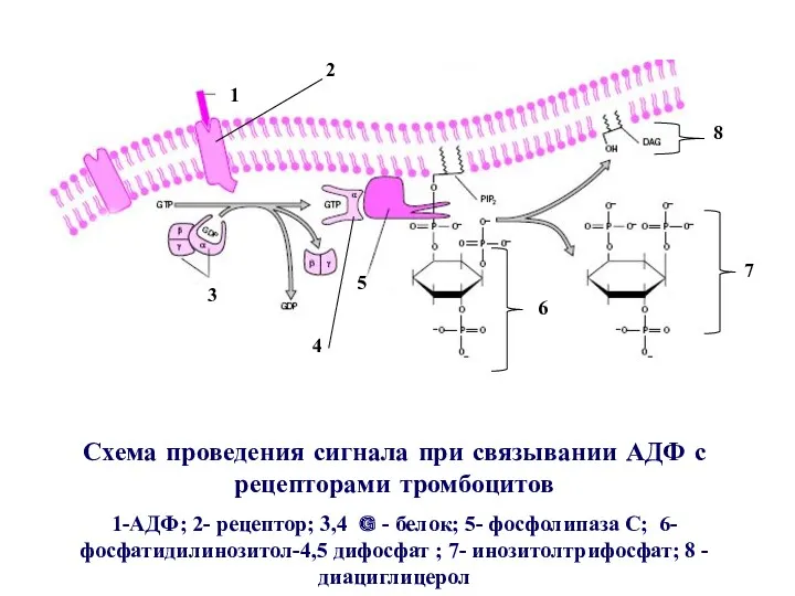 Схема проведения сигнала при связывании АДФ с рецепторами тромбоцитов 1-АДФ;