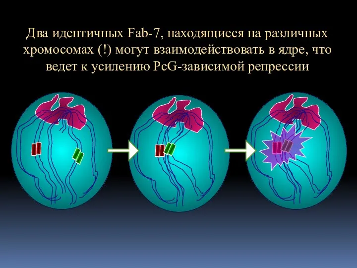 Два идентичных Fab-7, находящиеся на различных хромосомах (!) могут взаимодействовать в ядре, что