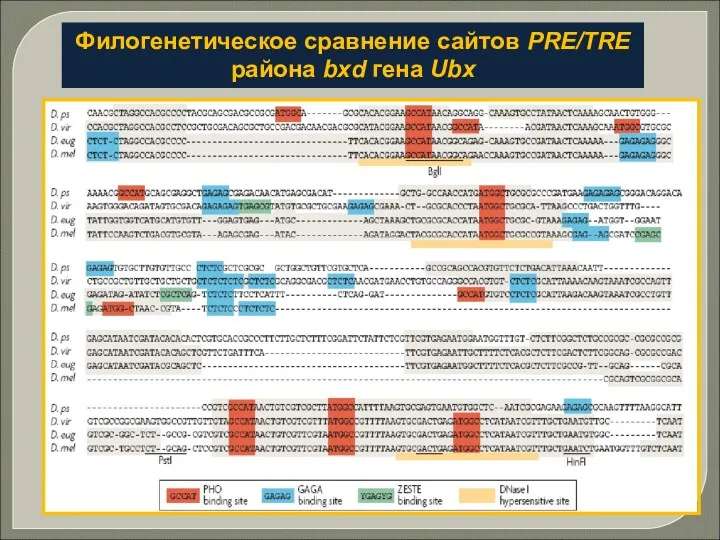 Филогенетическое сравнение сайтов PRE/TRE района bxd гена Ubx