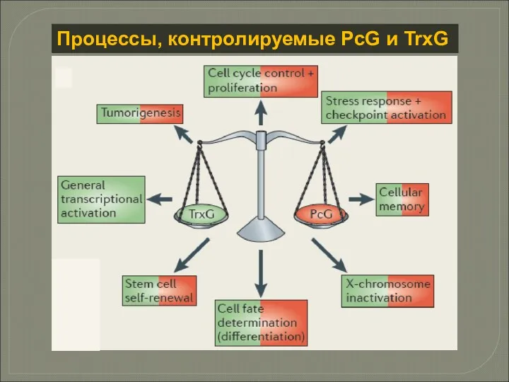 Процессы, контролируемые PcG и TrxG