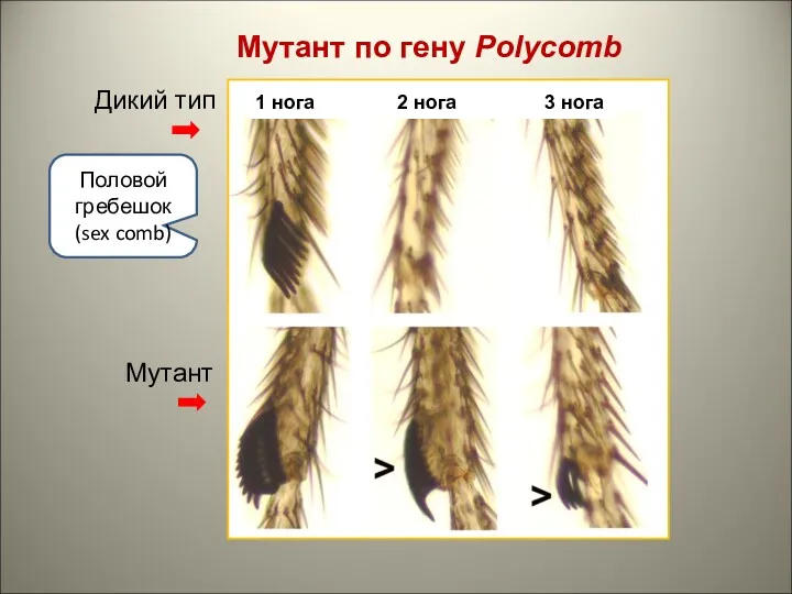 Мутант по гену Polycomb Половой гребешок (sex comb) Дикий тип Мутант 1 нога