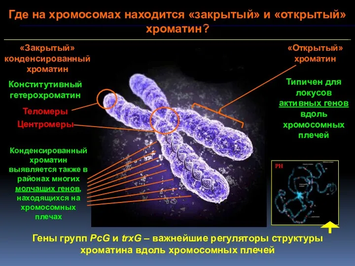 Где на хромосомах находится «закрытый» и «открытый» хроматин? «Закрытый» конденсированный хроматин «Открытый» хроматин