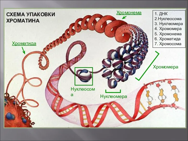 Нуклеосома СХЕМА УПАКОВКИ ХРОМАТИНА Нуклеомера Хромонема Хроматида Хромомера 1. ДНК 2.Нуклеосома 3. Нуклеомера