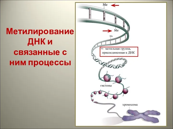 Метилирование ДНК и связанные с ним процессы