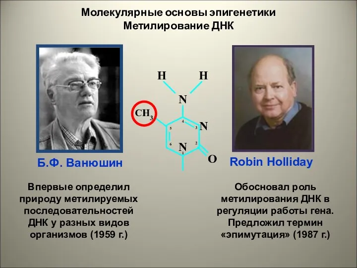 Молекулярные основы эпигенетики Метилирование ДНК Б.Ф. Ванюшин Robin Holliday Впервые определил природу метилируемых