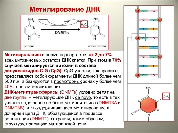 Метилирование ДНК Метилированию в норме подвергается от 2 до 7% всех цитозиновых остатков