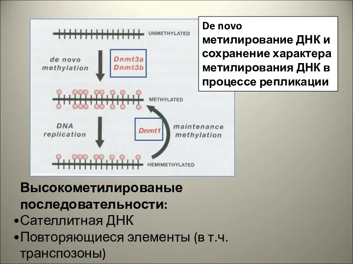 Высокометилированые последовательности: Сателлитная ДНК Повторяющиеся элементы (в т.ч. транспозоны) Уникальная межгенная ДНК Экзоны