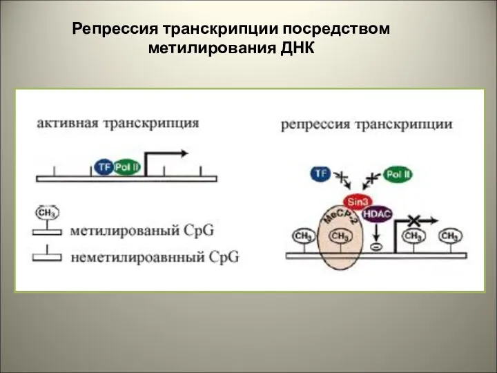 Репрессия транскрипции посредством метилирования ДНК