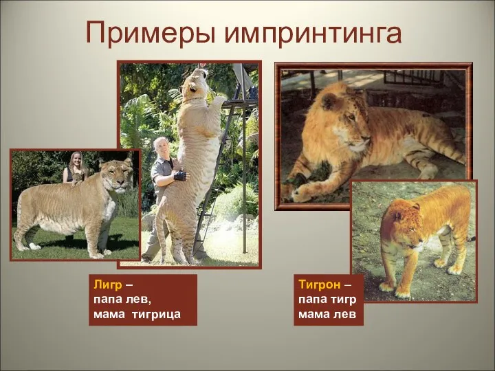 Примеры импринтинга Лигр – папа лев, мама тигрица Тигрон – папа тигр мама лев