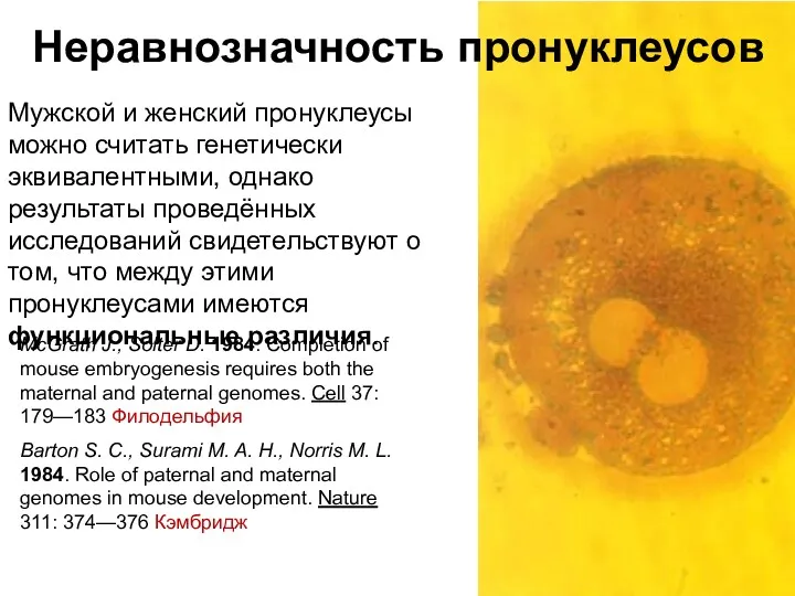 Неравнозначность пронуклеусов Мужской и женский пронуклеусы можно считать генетически эквивалентными,