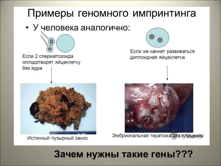 Зачем нужны такие гены???