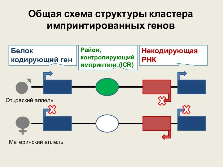 Общая схема структуры кластера импринтированных генов Белок кодирующий ген Некодирующая РНК Район, контролирующий