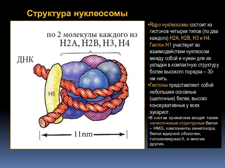 Структура нуклеосомы Ядро нуклеосомы состоит из гистонов четырех типов (по два каждого) H2A,