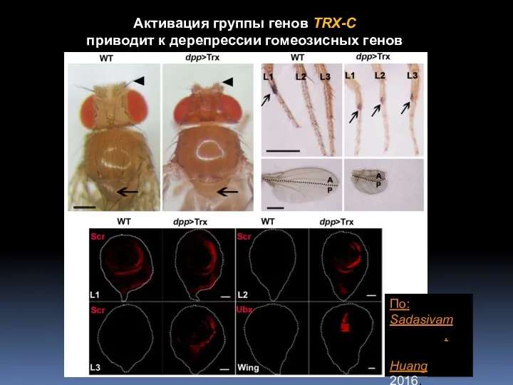 Активация группы генов TRX-C приводит к дерепрессии гомеозисных генов По: SadasivamSadasivam,Sadasivam, Huang 2016. PLoS Genet