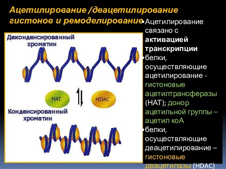 Ацетилирование /деацетилирование гистонов и ремоделирование хроматина Ацетилирование связано с активацией транскрипции белки, осуществляющие