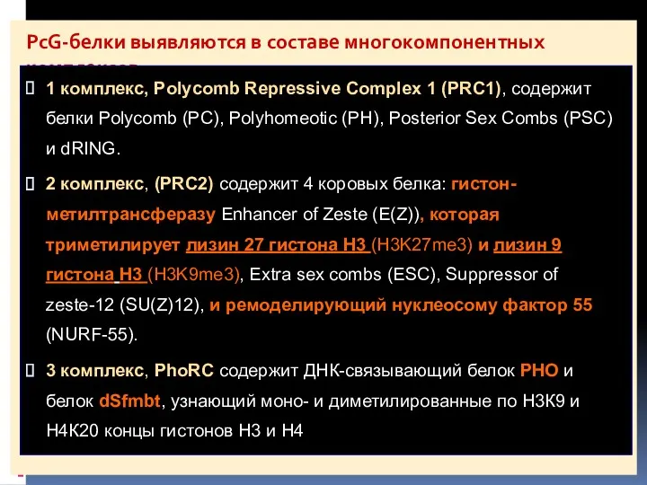 PcG-белки выявляются в составе многокомпонентных комплексов 1 комплекс, Polycomb Repressive Complex 1 (PRC1),