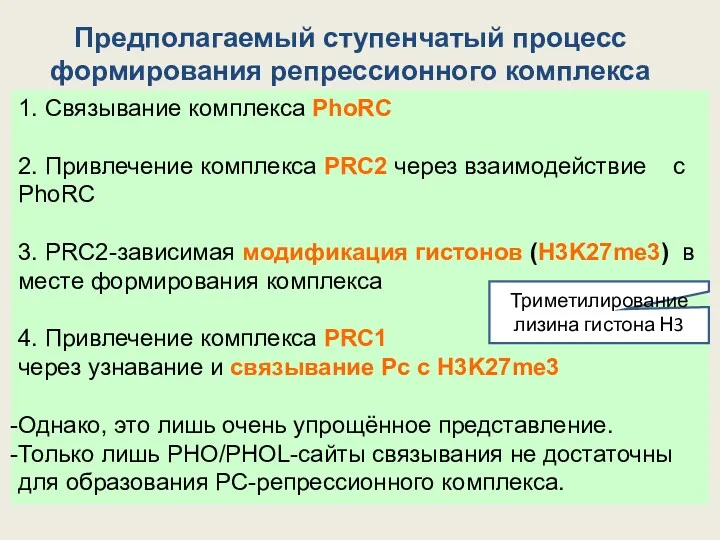 1. Связывание комплекса PhoRC 2. Привлечение комплекса PRC2 через взаимодействие с PhoRC 3.