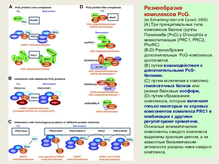 Разнообразие комплексов PcG. (из Schuettengruber and Cavalli, 2009). (A) Три