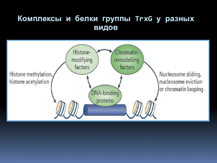 Комплексы и белки группы TrxG у разных видов