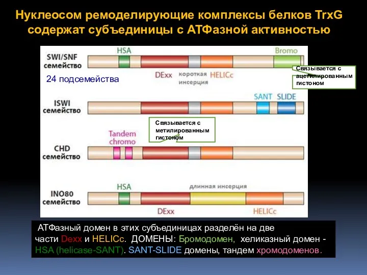 Нуклеосом ремоделирующие комплексы белков TrxG содержат субъединицы с АТФазной активностью АТФазный домен в