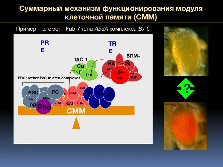 Суммарный механизм функционирования модуля клеточной памяти (CMM) CBP CMM dRing PH PC PRC1/other