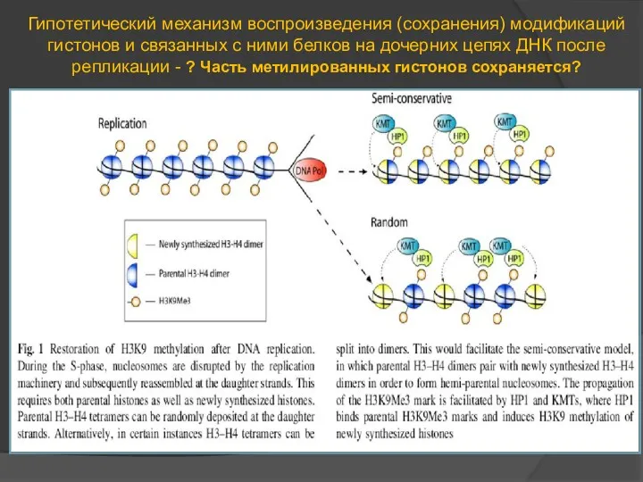 Гипотетический механизм воспроизведения (сохранения) модификаций гистонов и связанных с ними белков на дочерних