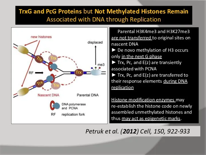TrxG and PcG Proteins but Not Methylated Histones Remain Associated with DNA through