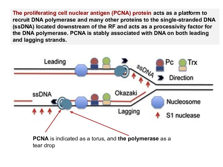 The proliferating cell nuclear antigen (PCNA) protein acts as a platform to recruit