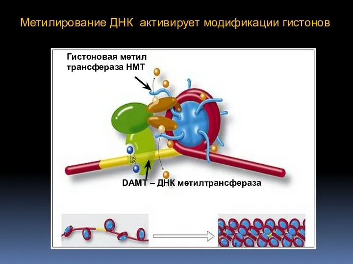 Метилирование ДНК активирует модификации гистонов DAMT – ДНК метилтрансфераза Гистоновая метил трансфераза HMT