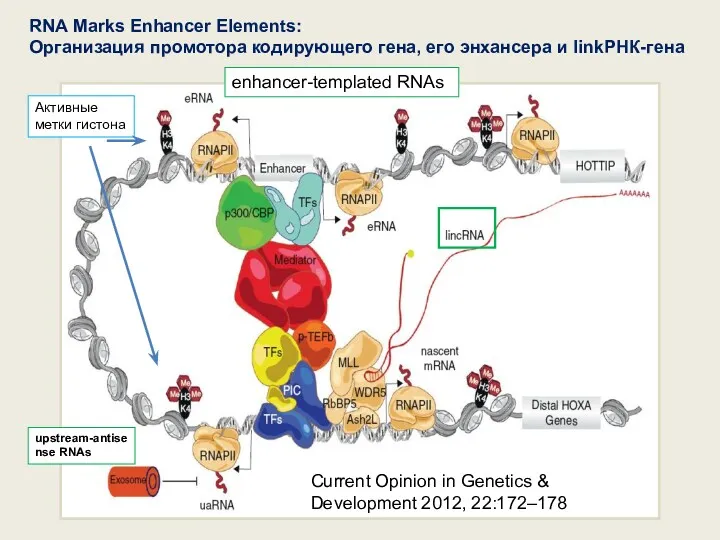 Current Opinion in Genetics & Development 2012, 22:172–178 upstream-antisense RNAs enhancer-templated RNAs RNA
