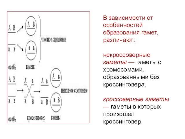 В зависимости от особенностей образования гамет, различают: некроссоверные гаметы —