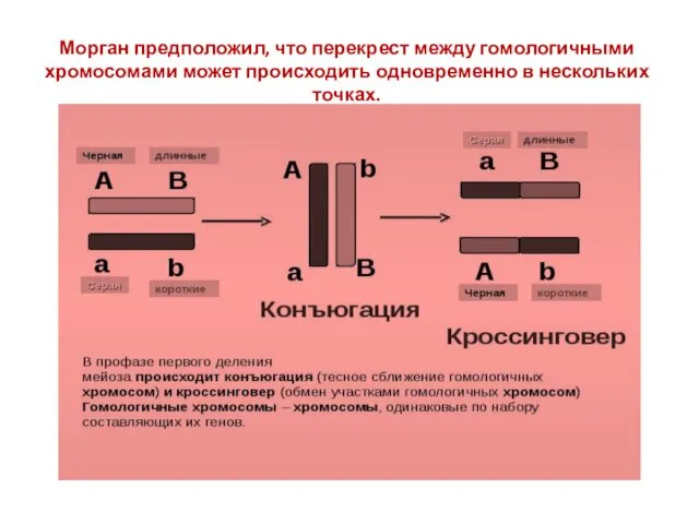 Морган предположил, что перекрест между гомологичными хромосомами может происходить одновременно в нескольких точках.