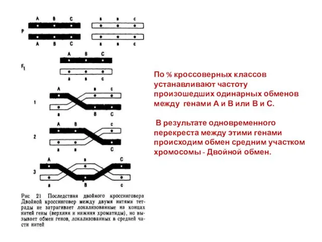 По % кроссоверных классов устанавливают частоту произошедших одинарных обменов между