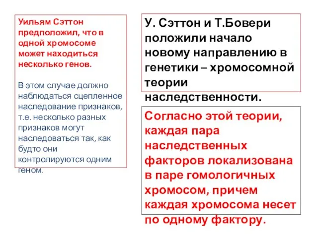 Уильям Сэттон предположил, что в одной хромосоме может находиться несколько