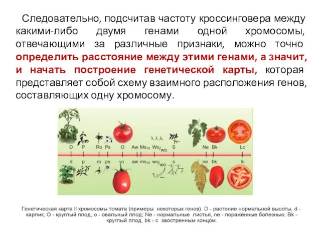 Следовательно, подсчитав частоту кроссинговера между какими-либо двумя генами одной хромосомы, отвечающими за различные