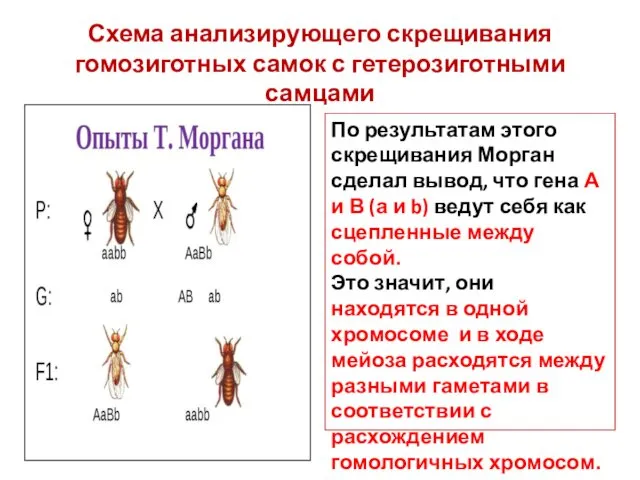 Схема анализирующего скрещивания гомозиготных самок с гетерозиготными самцами По результатам