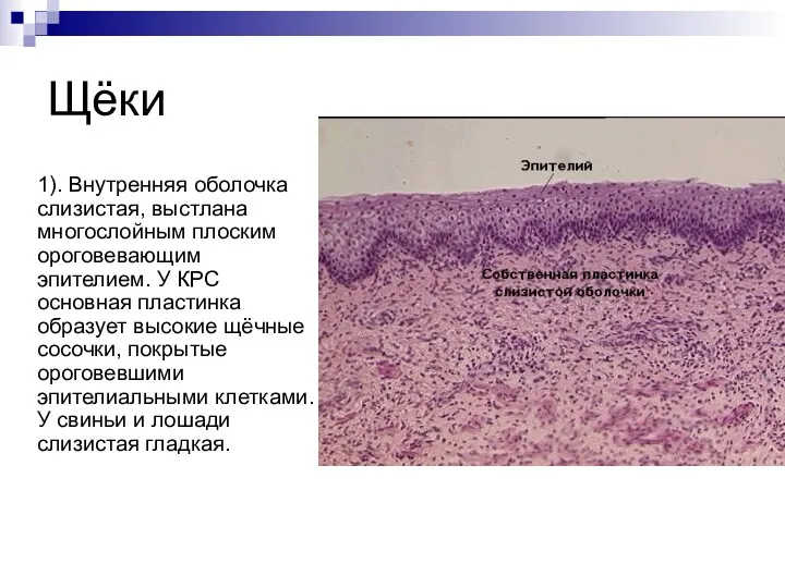 Щёки 1). Внутренняя оболочка слизистая, выстлана многослойным плоским ороговевающим эпителием.