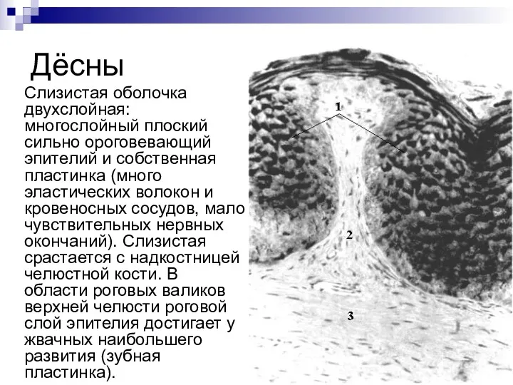 Дёсны Слизистая оболочка двухслойная: многослойный плоский сильно ороговевающий эпителий и