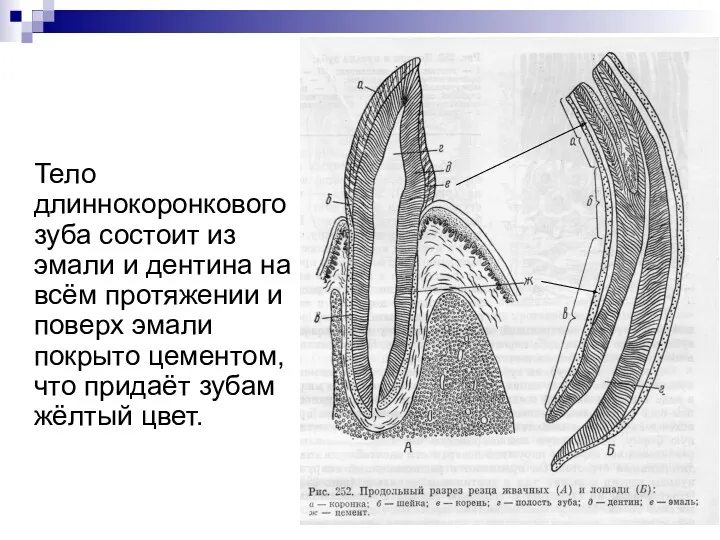 Тело длиннокоронкового зуба состоит из эмали и дентина на всём