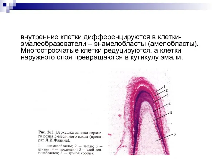 внутренние клетки дифференцируются в клетки-эмалеобразователи – энамелобласты (амелобласты). Многоотросчатые клетки