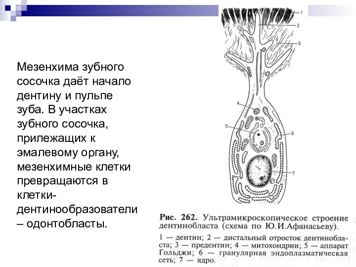 Мезенхима зубного сосочка даёт начало дентину и пульпе зуба. В