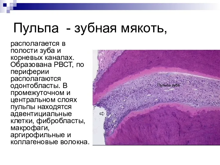 Пульпа - зубная мякоть, располагается в полости зуба и корневых