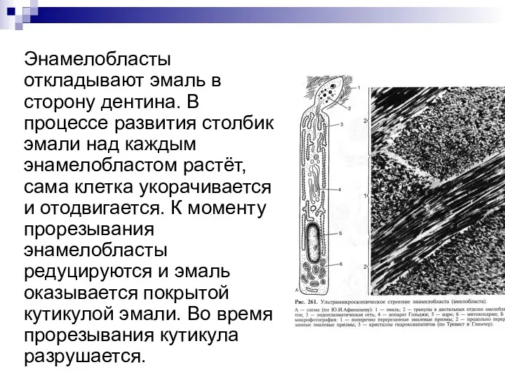 Энамелобласты откладывают эмаль в сторону дентина. В процессе развития столбик