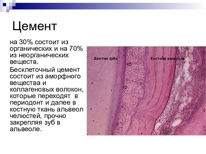 Цемент на 30% состоит из органических и на 70% из