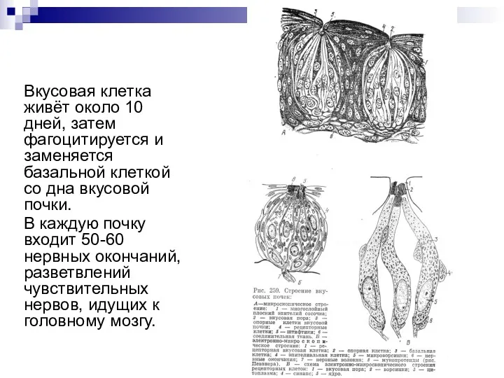 Вкусовая клетка живёт около 10 дней, затем фагоцитируется и заменяется